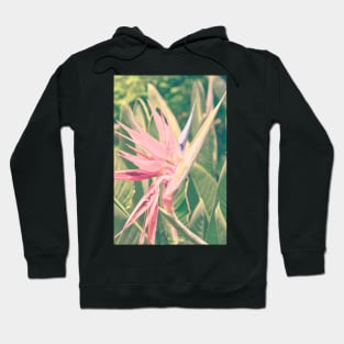 Bird of Paradise ll Hoodie